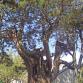 Arbre
