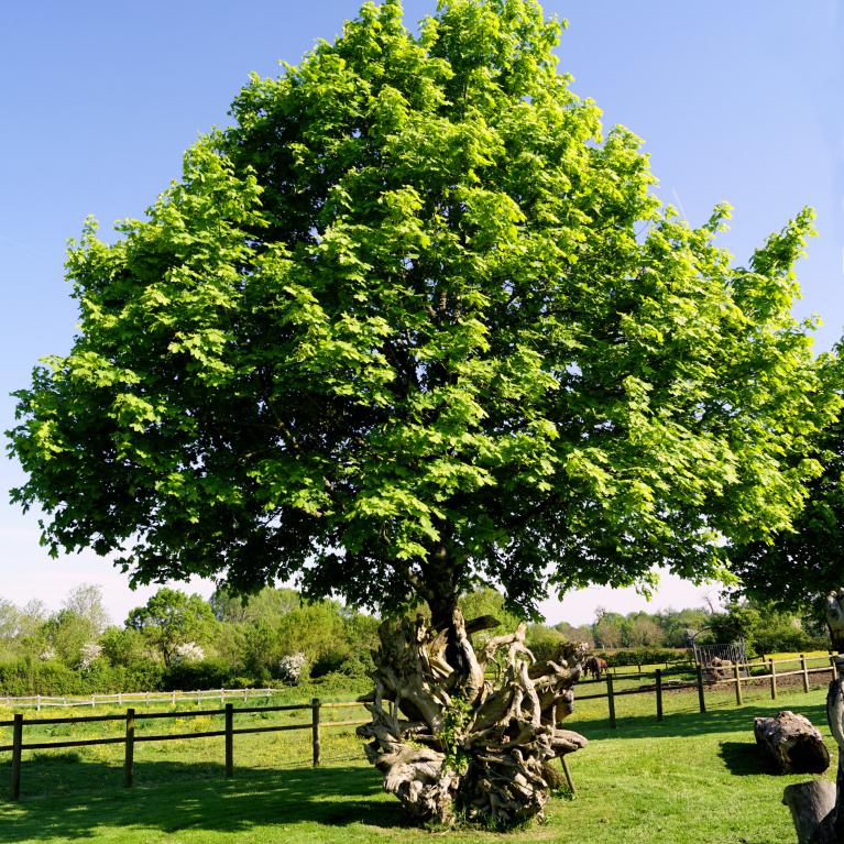 Arbre