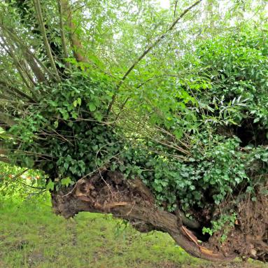 Arbre Tétard